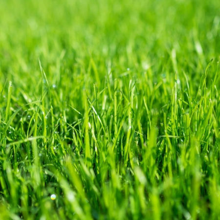 Picture for category Lawns, Compost & Bark