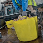 Picture of GORILLA TUB YELLOW EXTRA LARGE 75L
